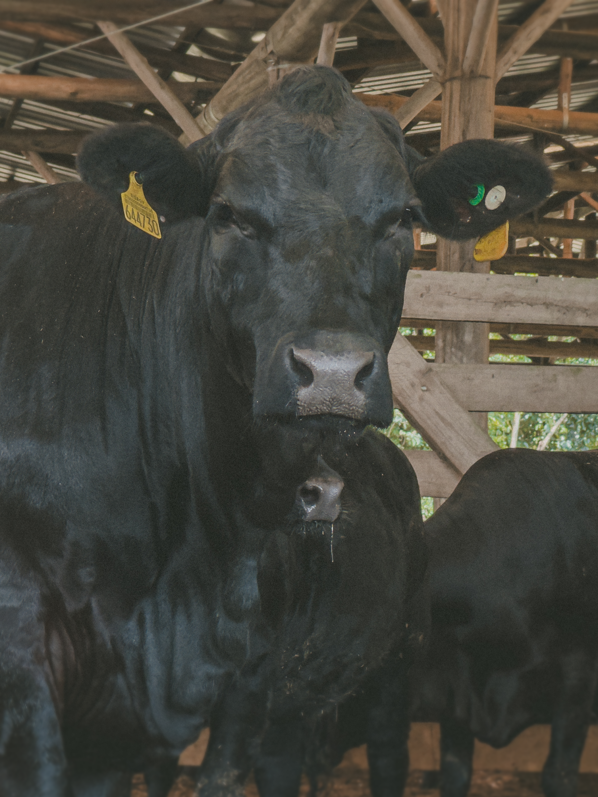 Essência Green Barn 1