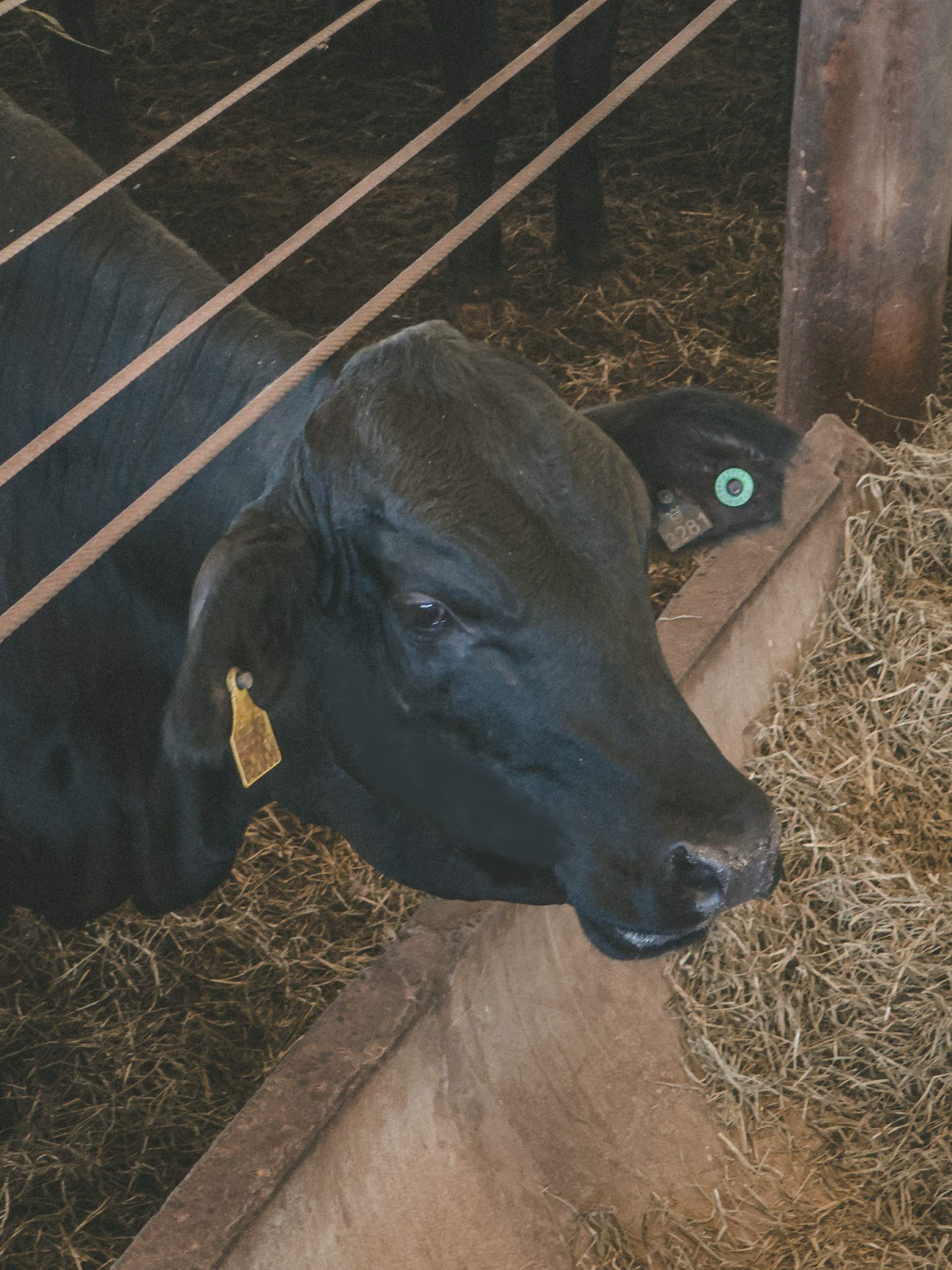 Essência Green Barn 3